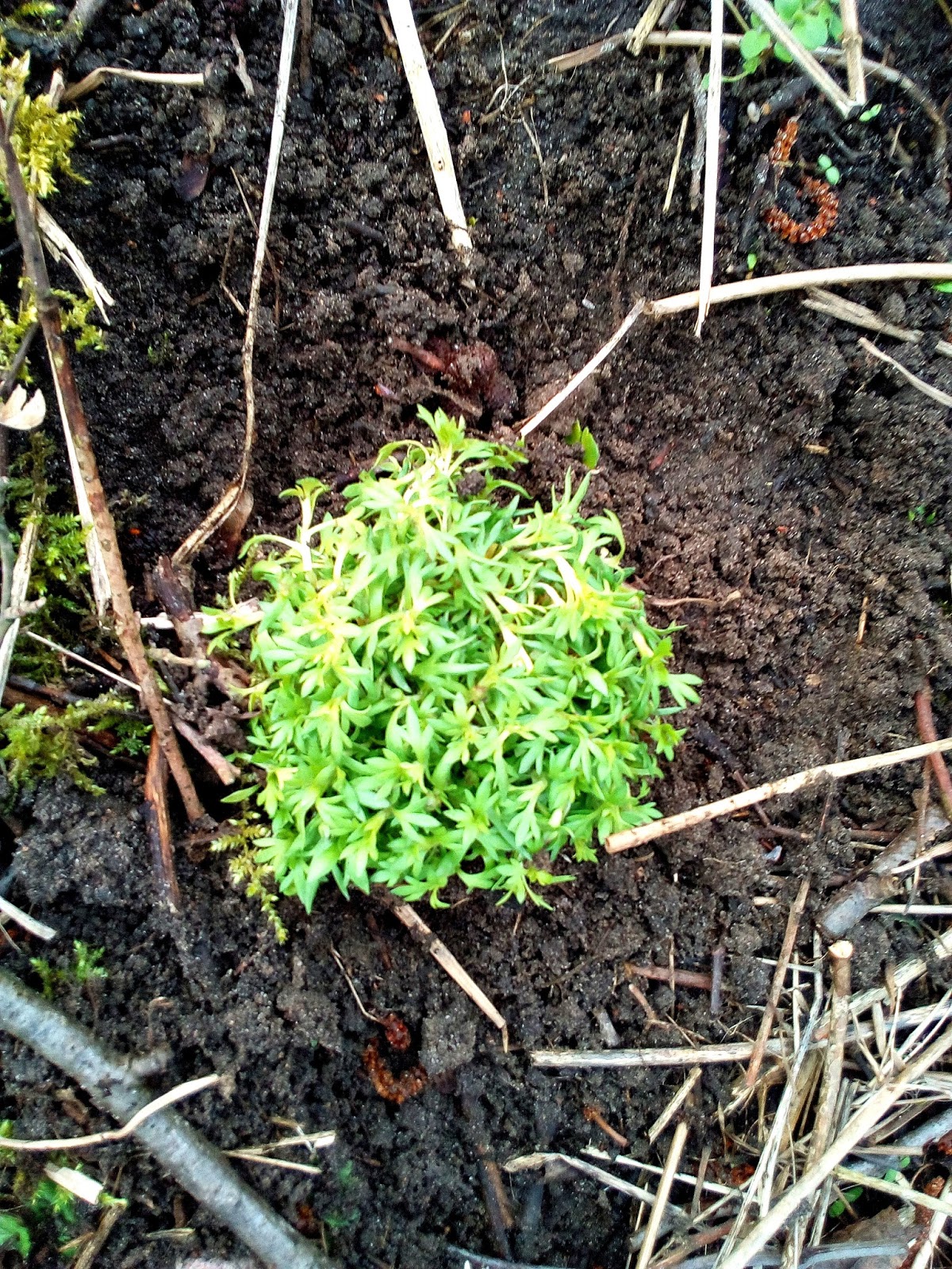 Lucy Und Rasselbande Testet 03 16 17