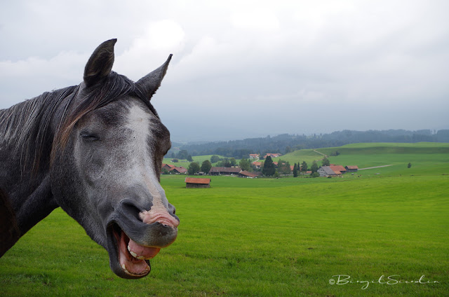 Lachendes Pferd