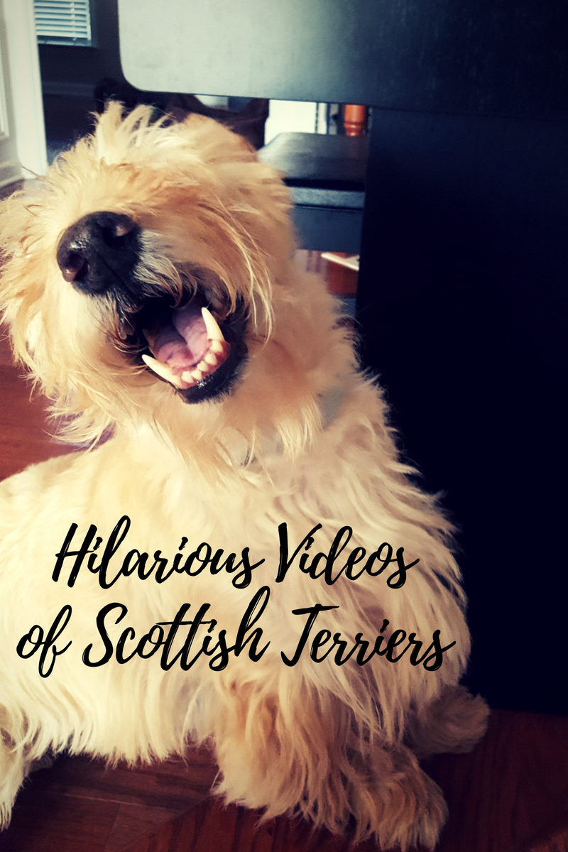 Scottie Mom Hilarious Videos of Scottish Terriers