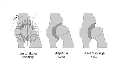 Displazija kuka kod pasa Panvet veterinarska stanica Subotica