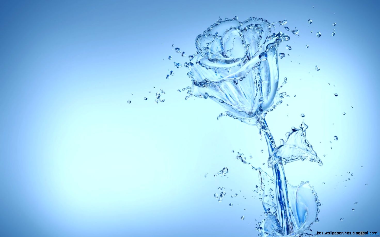 HD Water Flower Roses