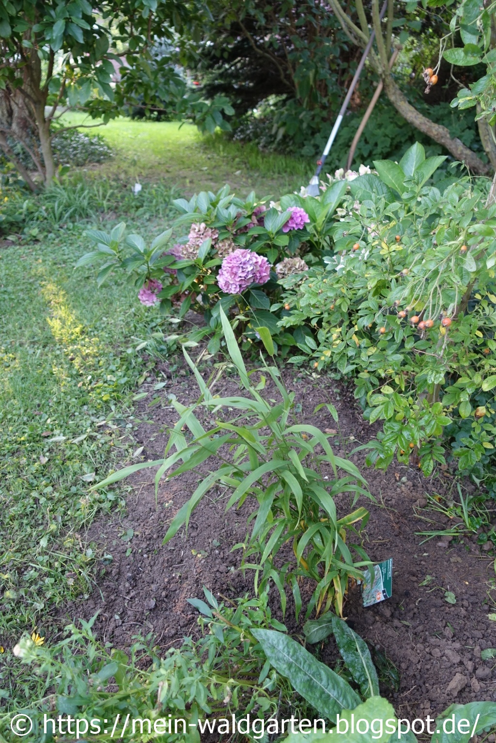Mein Waldgarten Fortschritte Im Garten Und Besuch Der Documenta