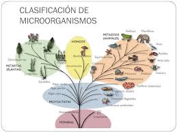 Como se clasifican los microorganismos