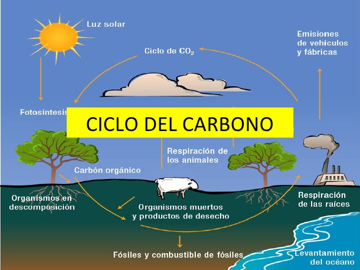 cienciamasconciencia: Ciclo Biogeoquímico del Carbono