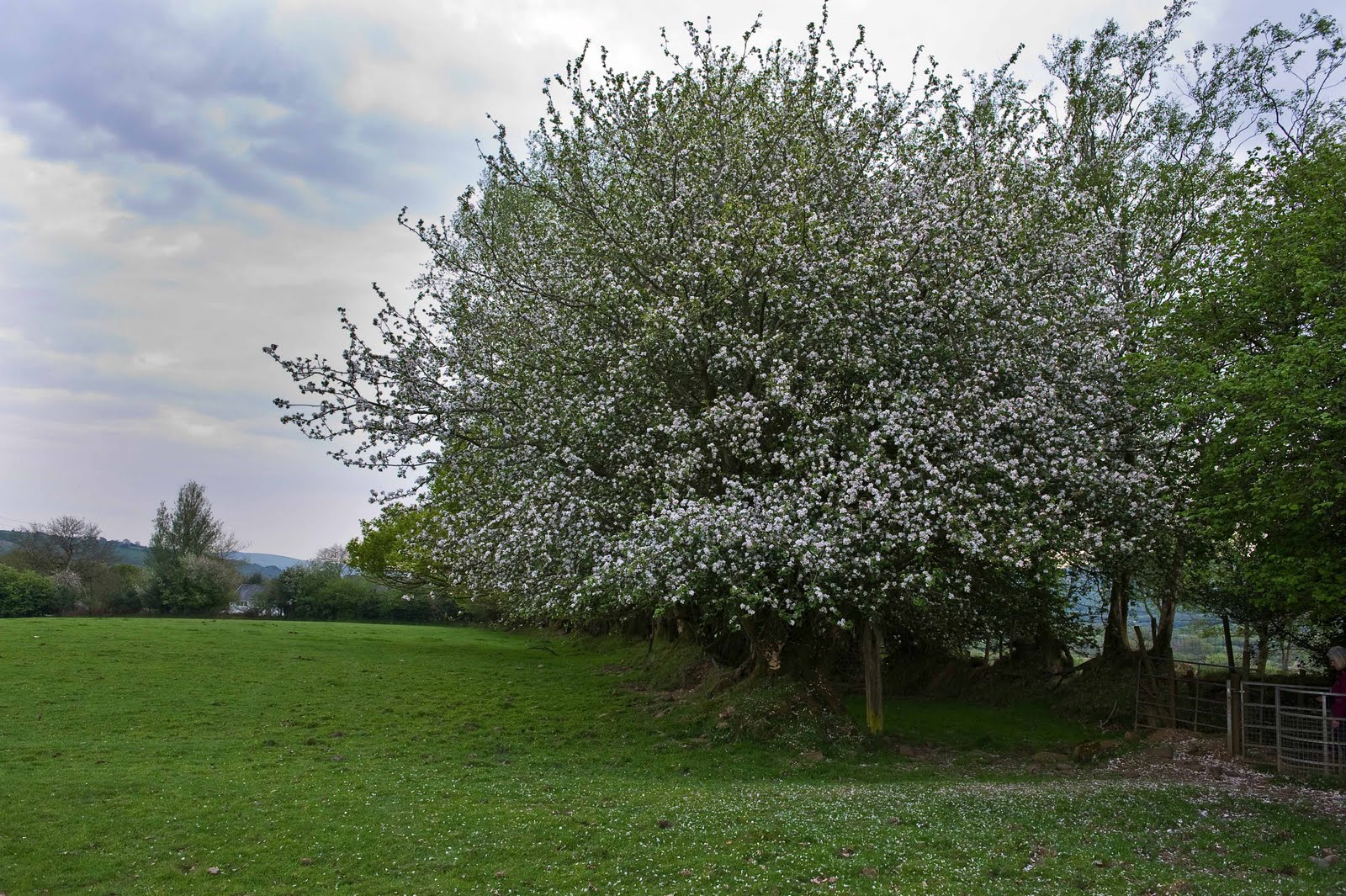 Gower Wildlife Crab Apple