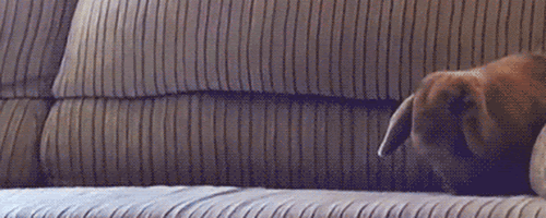4.gif