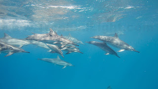 http://www.tropicallight.com/water/dolphins/31jul18dolphins/31jul18dolphins.html