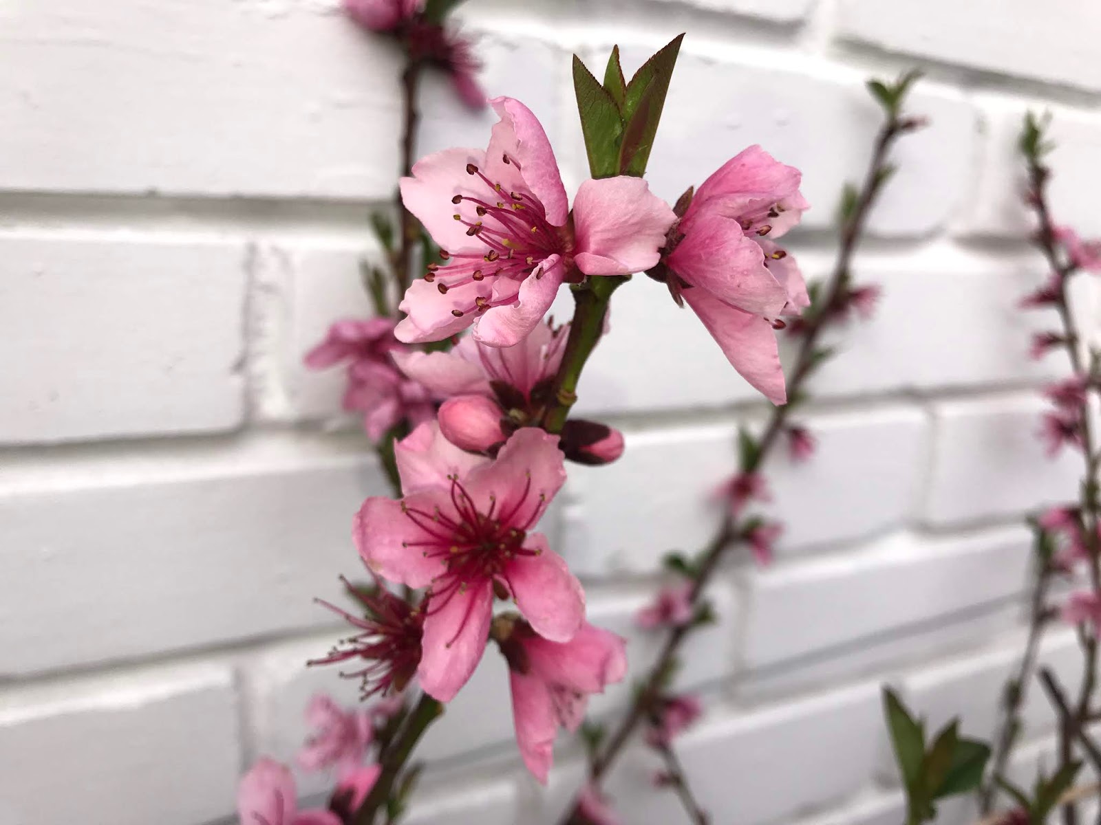 Down on the Allotment Peach Tree Pollination