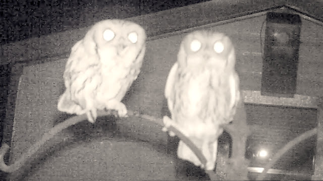Screech Owl Mating Calls and Sounds