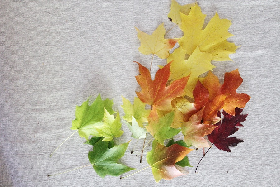 Simple Summit How to Preserve Leaves for Decorations