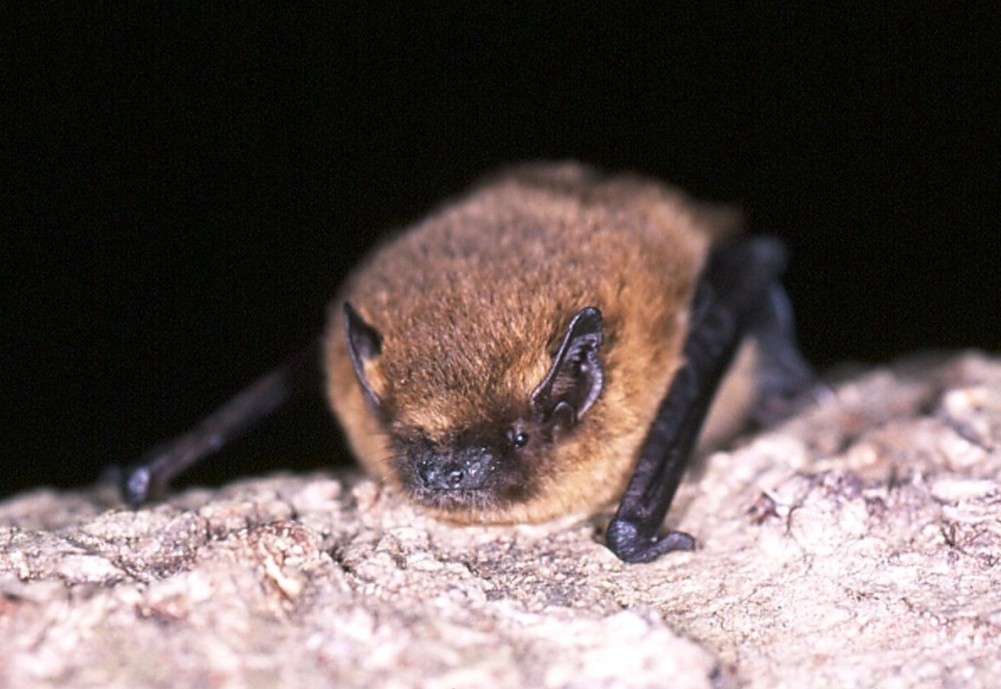 The Fantastic Fox Ecology Blog The UK Pipistrelle Bats