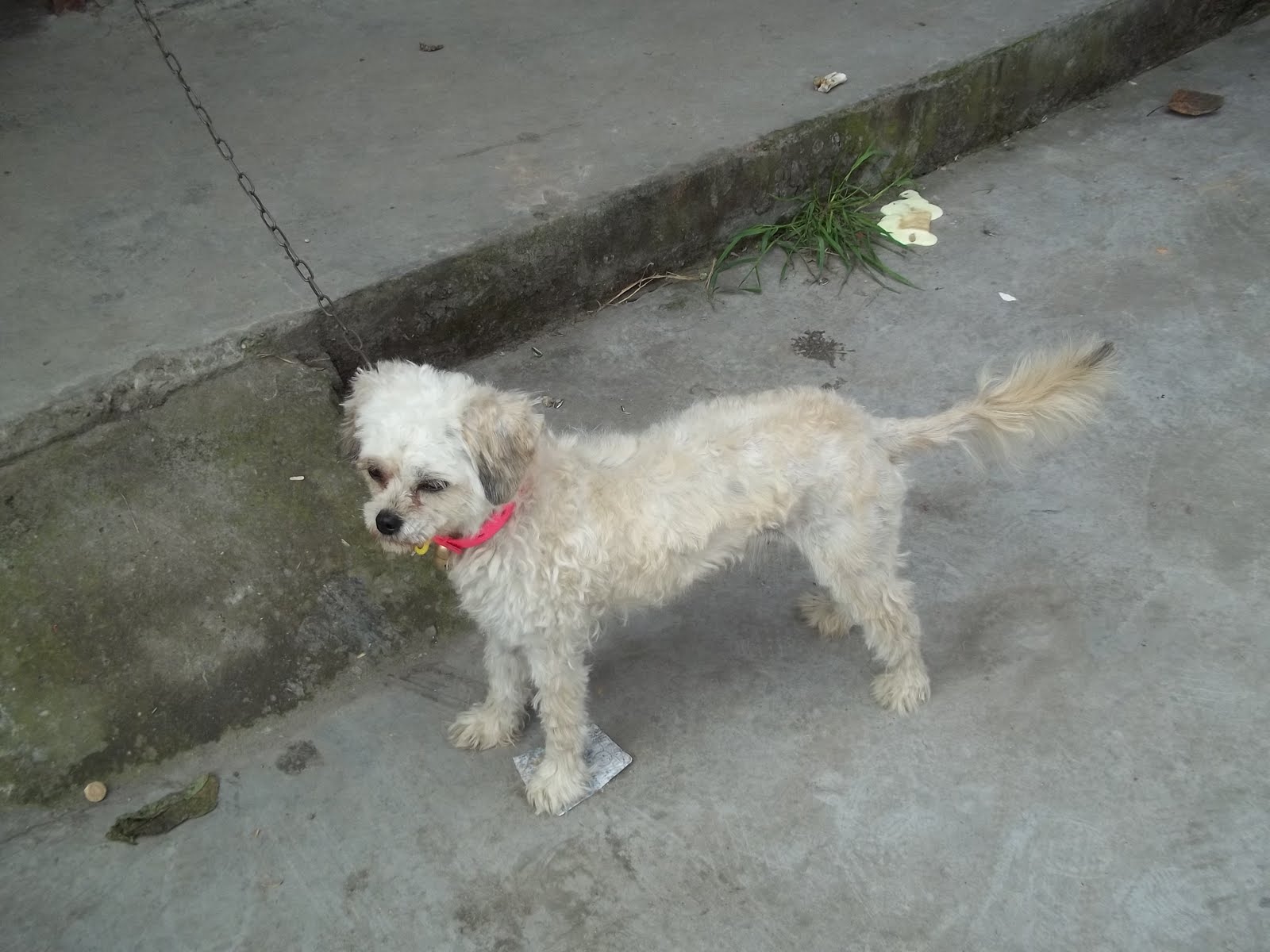 Als Langnase im Reich der Mitte In China essen sie Hunde!??