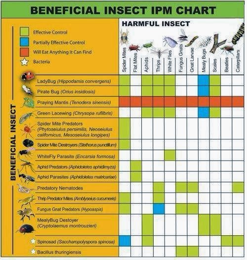Gradinarit anotimp cu anotimp: Insecte benefice pentru gradina