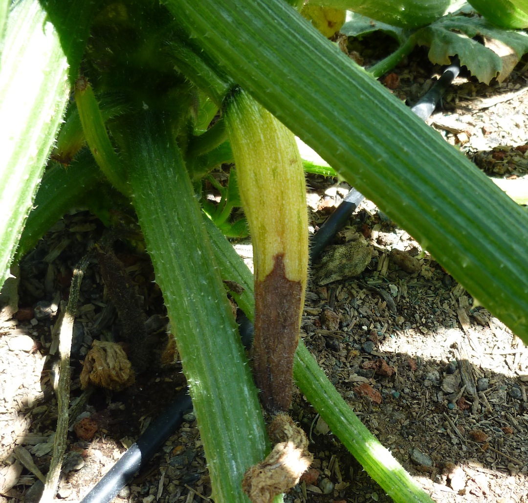 zucchini.jpg