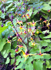 Epimedium 'Windfire'