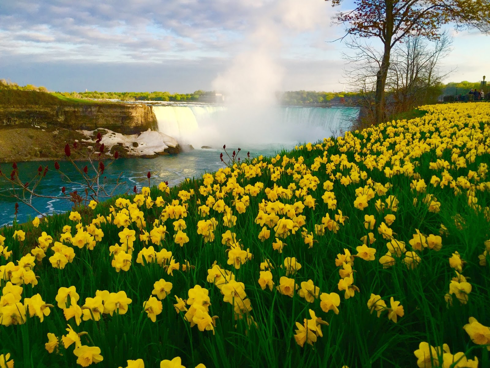 Sociolatte Flowers, Niagara Falls Canada