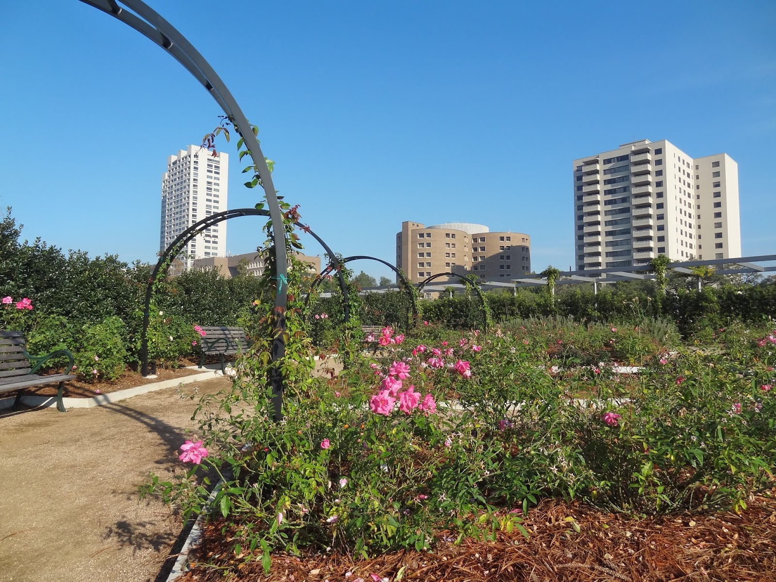 Houston in Pics Rose Garden at Hermann Park