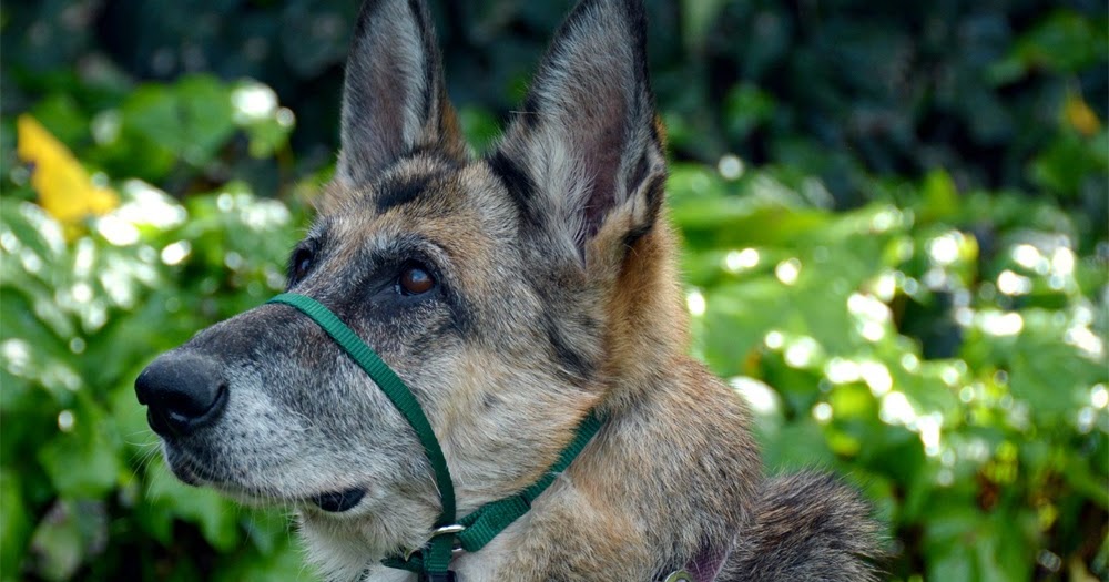 canny collar oder halti