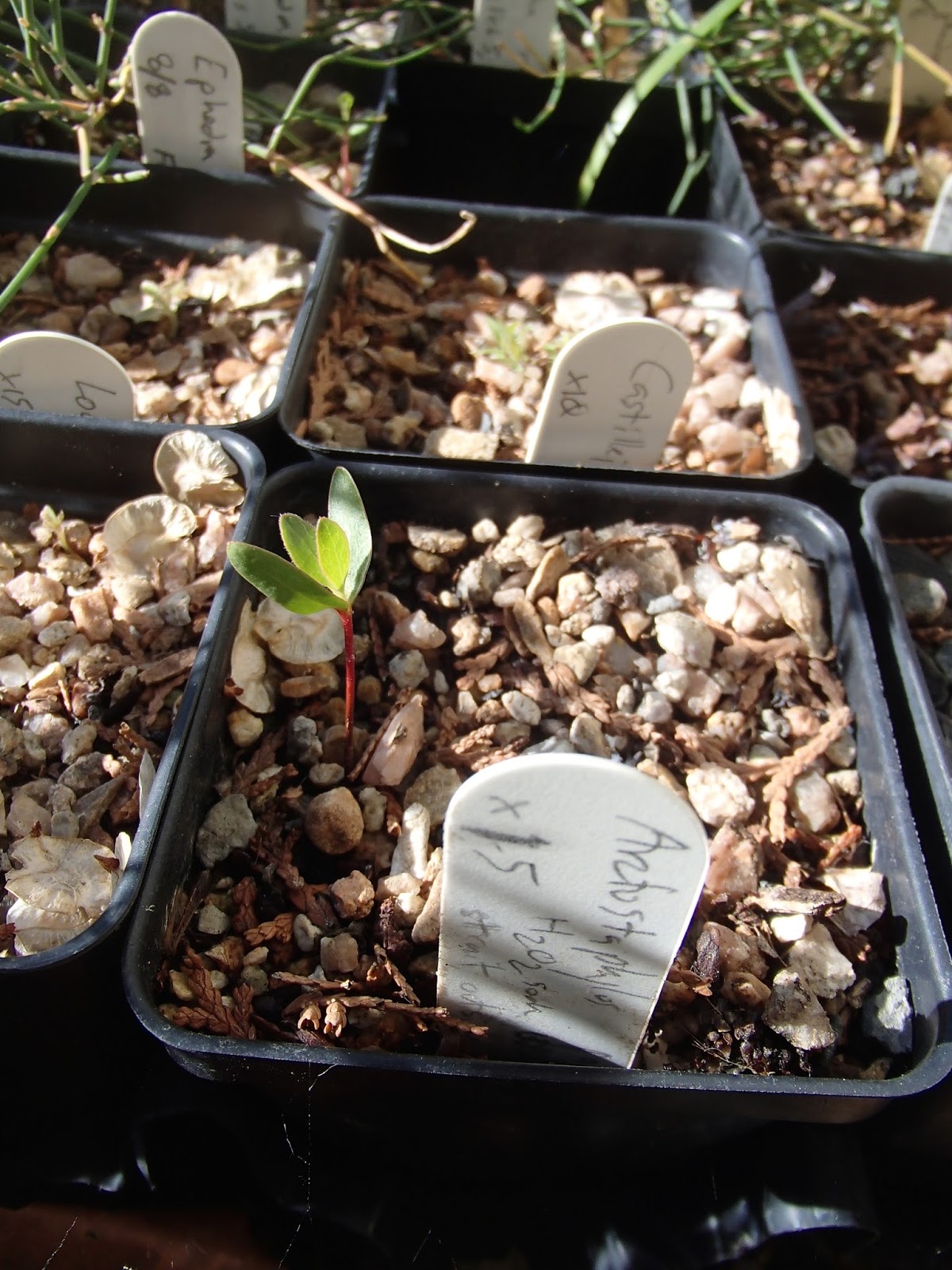 I Need A Cup of Tea Manzanita Season Making them happy