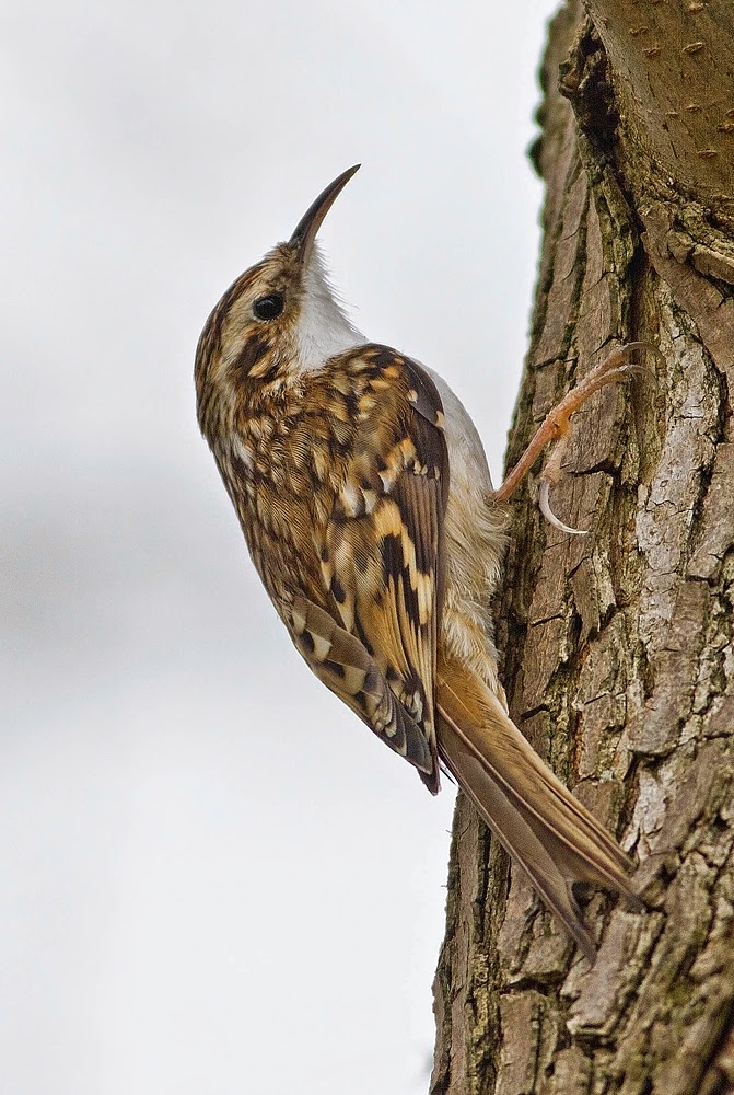 CAMBRIDGESHIRE BIRD CLUB GALLERY Treecreeper