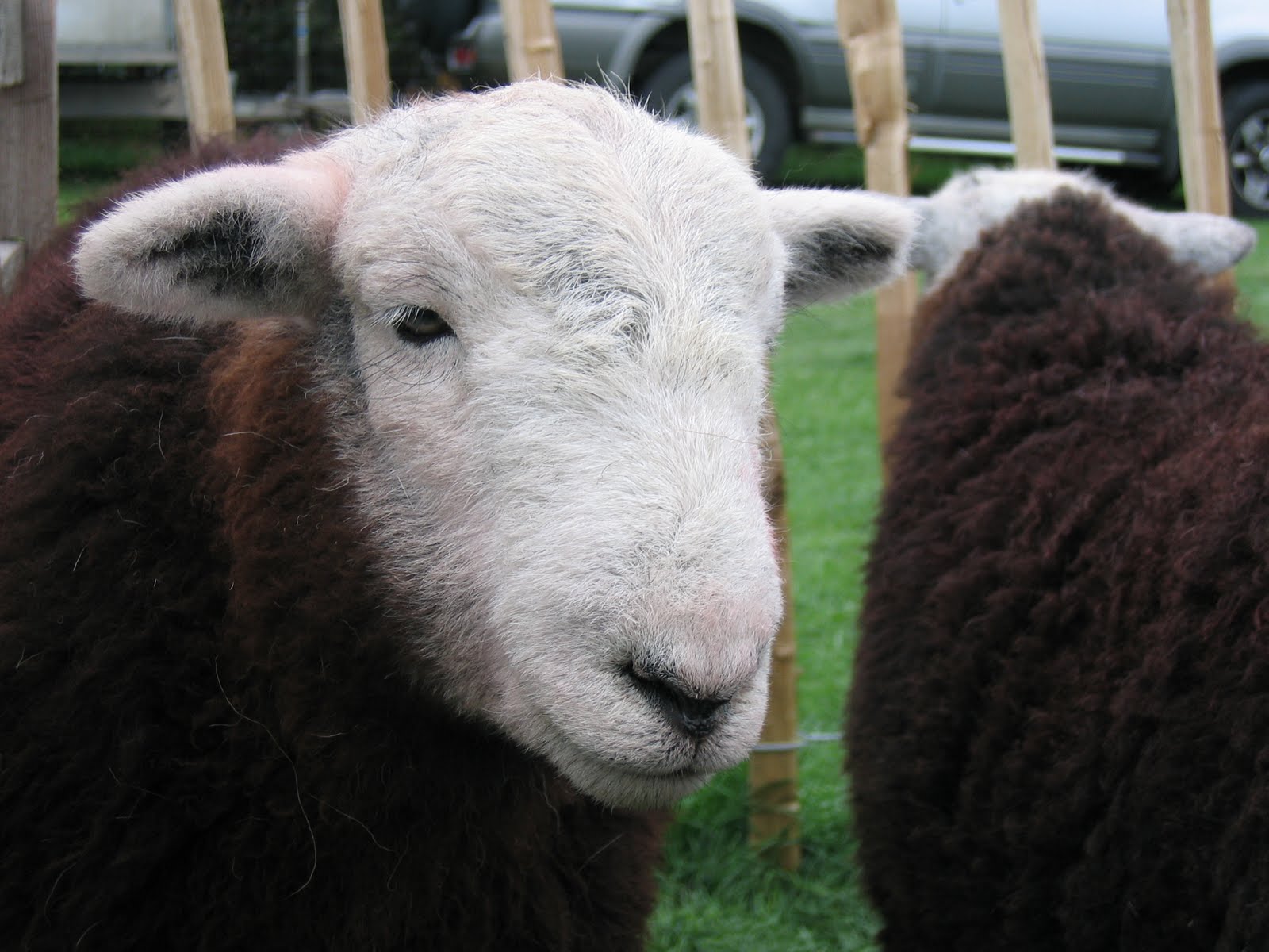National Trust Fell Rangers Herdwick Sheep