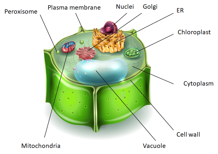 Newmarket Scientific Photosynthesis How do Plants Grow?