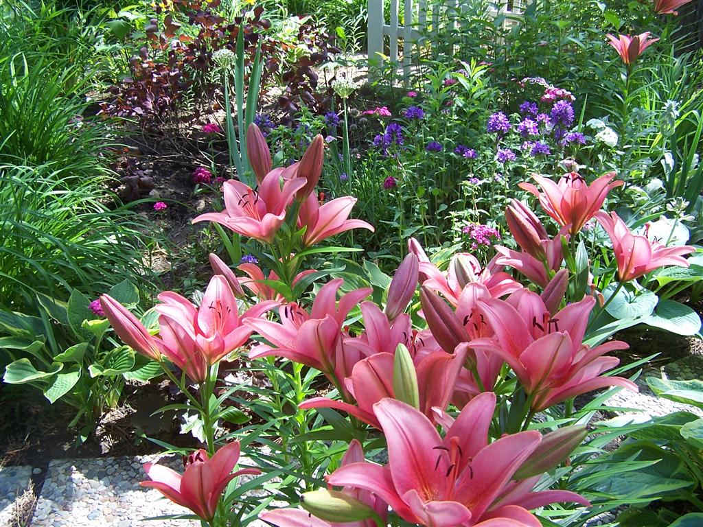 Perennial Passion These 'Manhattan' Asiatic Lilies are Wowing Me this