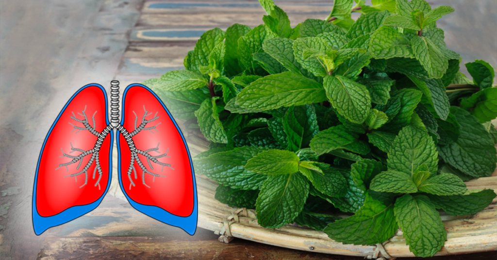 14 Plants To Clean Your Lungs And Stop The Coughing, Bronchitis And