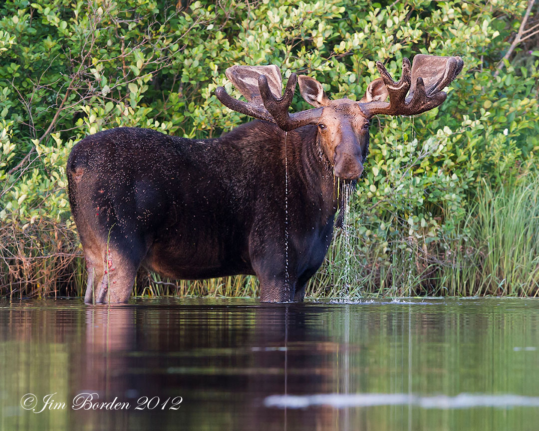 JJ Wildlife Photography Summer Time Moose in North Maine Woods
