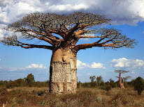 OUR REVEALED SYMBOL: BAOBAB TREE