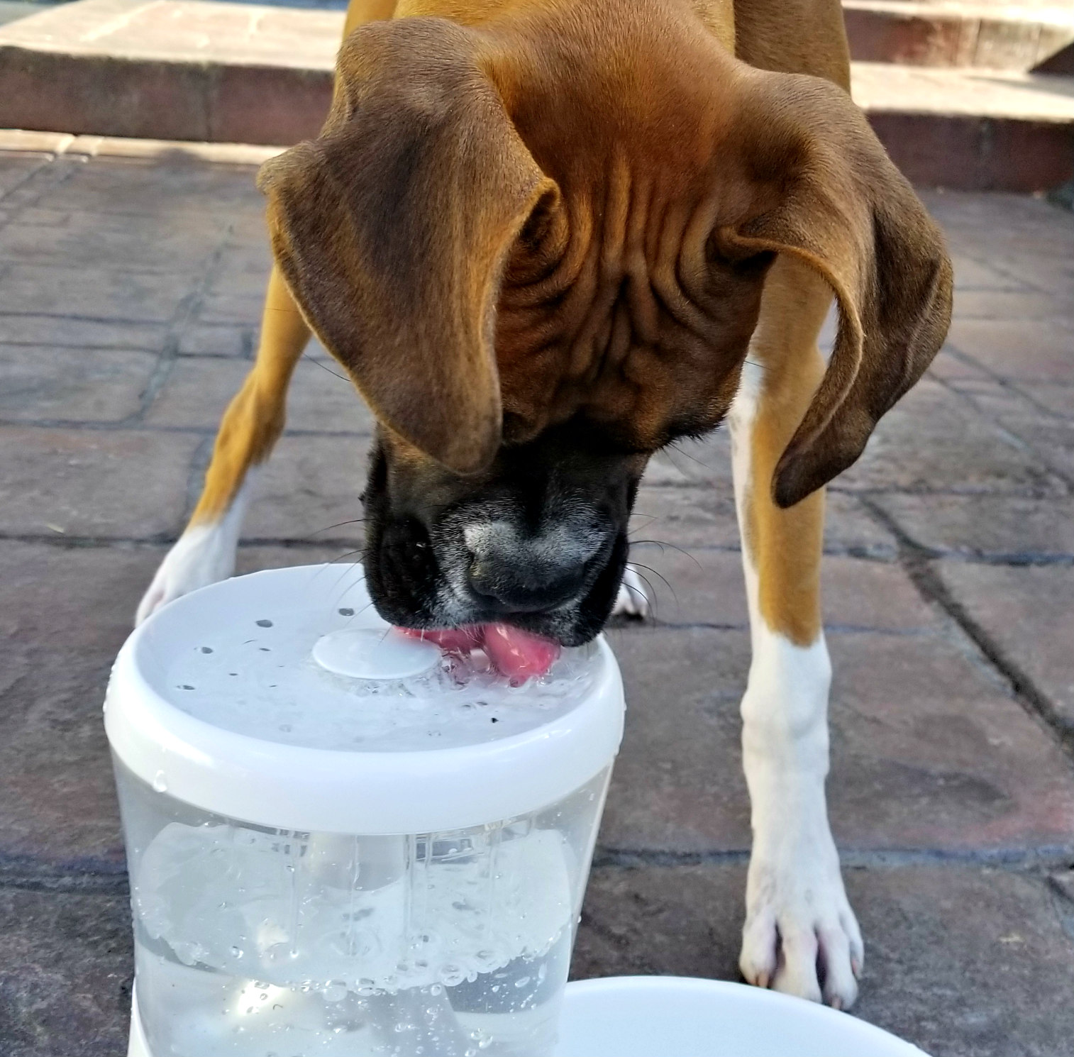 A GEEK DADDY PETMATE FRESH FLOW RAIN FOUNTAIN