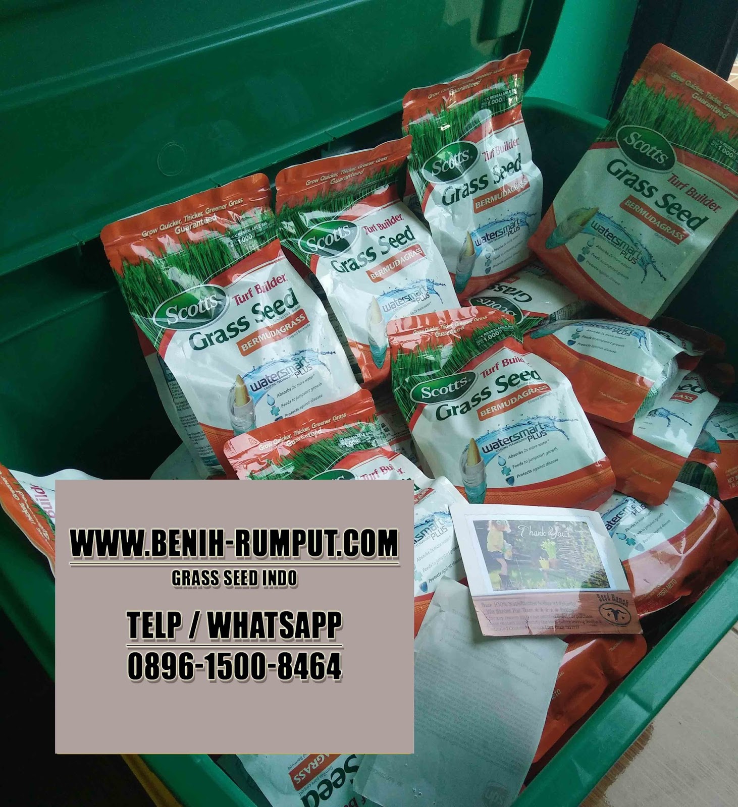 jual benih rumput bermuda biji rumput bermuda benih jual benih rumput bermuda biji rumput bermuda benih