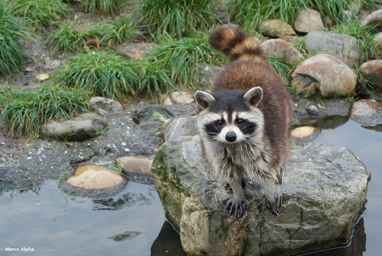 Gewone Wasbeer Als Huisdier Vogels