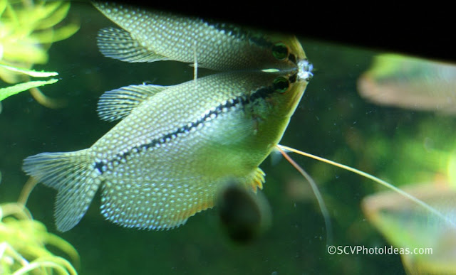 Pearl Gourami (Trichogaster leerii) female breathing from surface