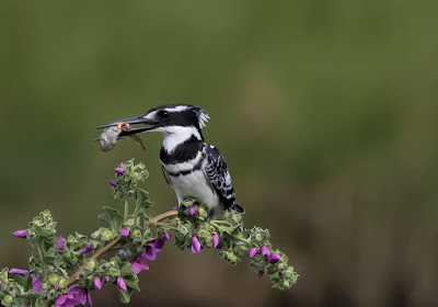 Photographing perched smaller birds with Birds in Flight Settings Photographing perched smaller birds with Birds in Flight Settings