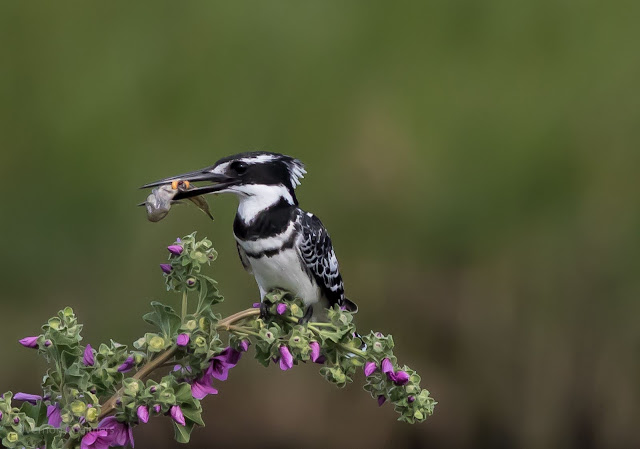 Pied Kingfisher with Catch - Perched Birds Photography - Table Bay Nature Reserve Woodbridge Island