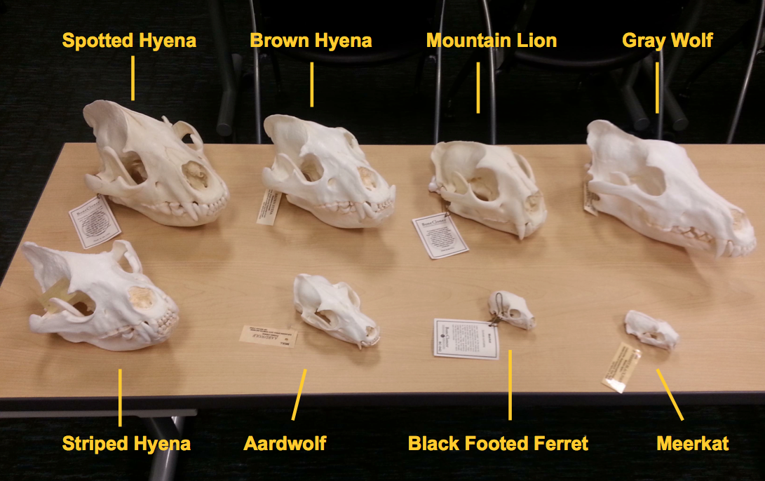 Notes From Kenya: MSU Hyena Research: Educational Outreach