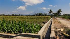 Dua Hektare Lahan Pertanian Disapu  Aliran Sungai Batang Piaman Ketek Kades Ansharuddin :"Terjadi Sejak Sepuluh Tahun Terakhir"