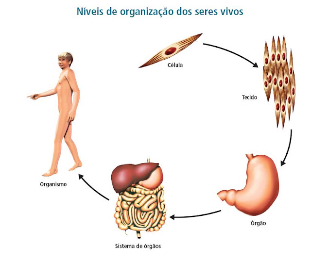 Blog de Ciências do 7.º ano_Lixa: A célula - Unidade básica da vida