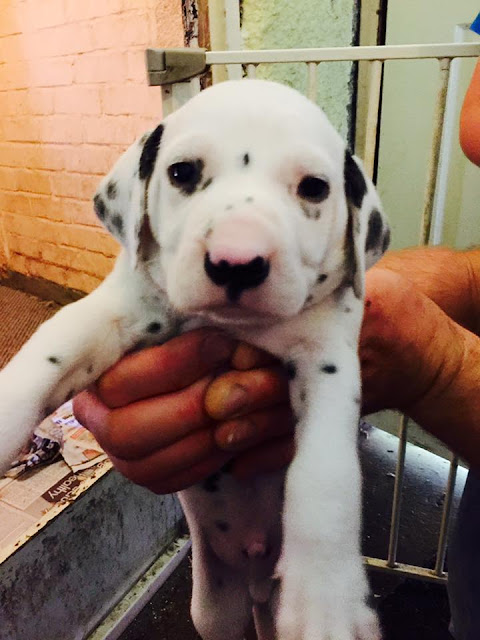 Dalmatian Puppy