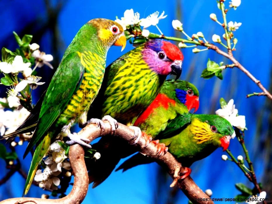 Free Wallpaper Downloads for Desktops