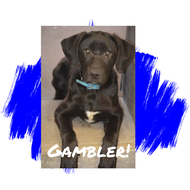Black Labrador Retriever Dog