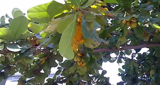 pohon buah ketapang