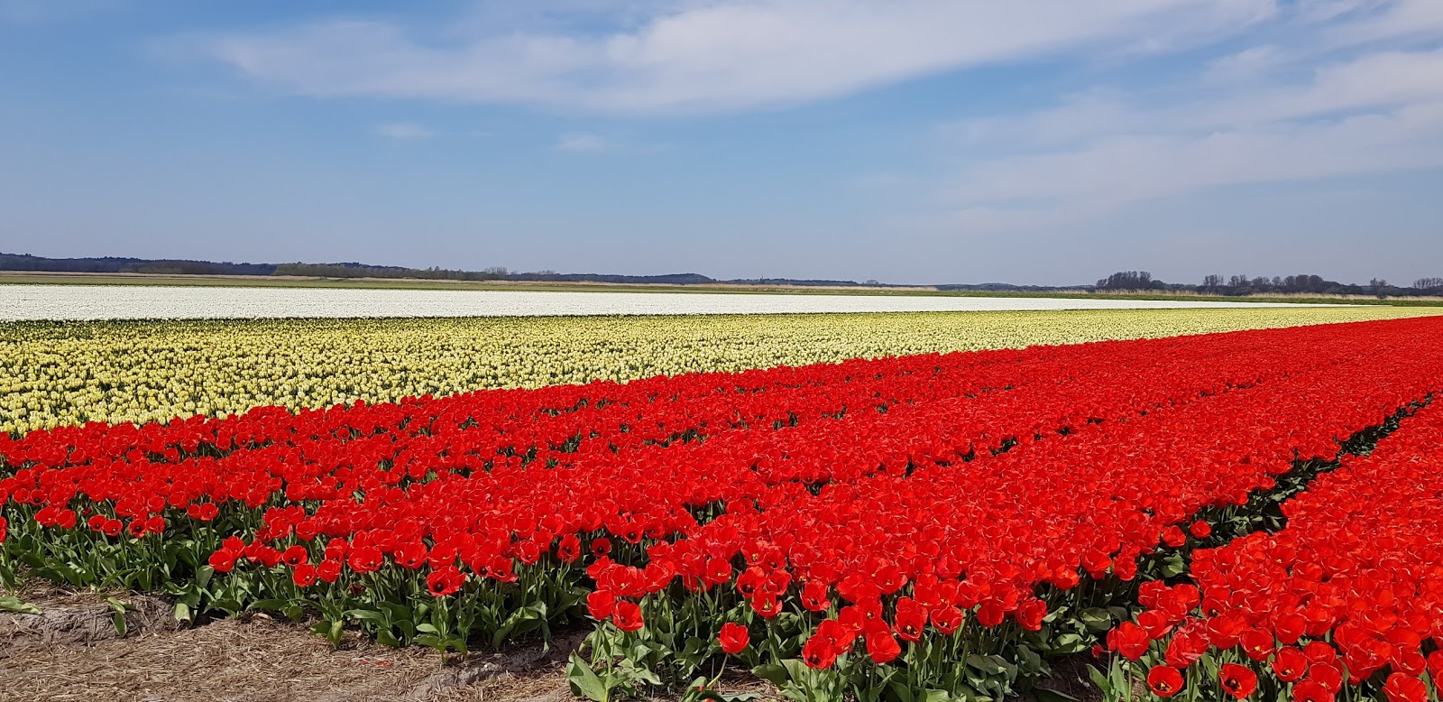 JollyDays Supported Holidays Dutch Bulb Fields & Amsterdam with Midi