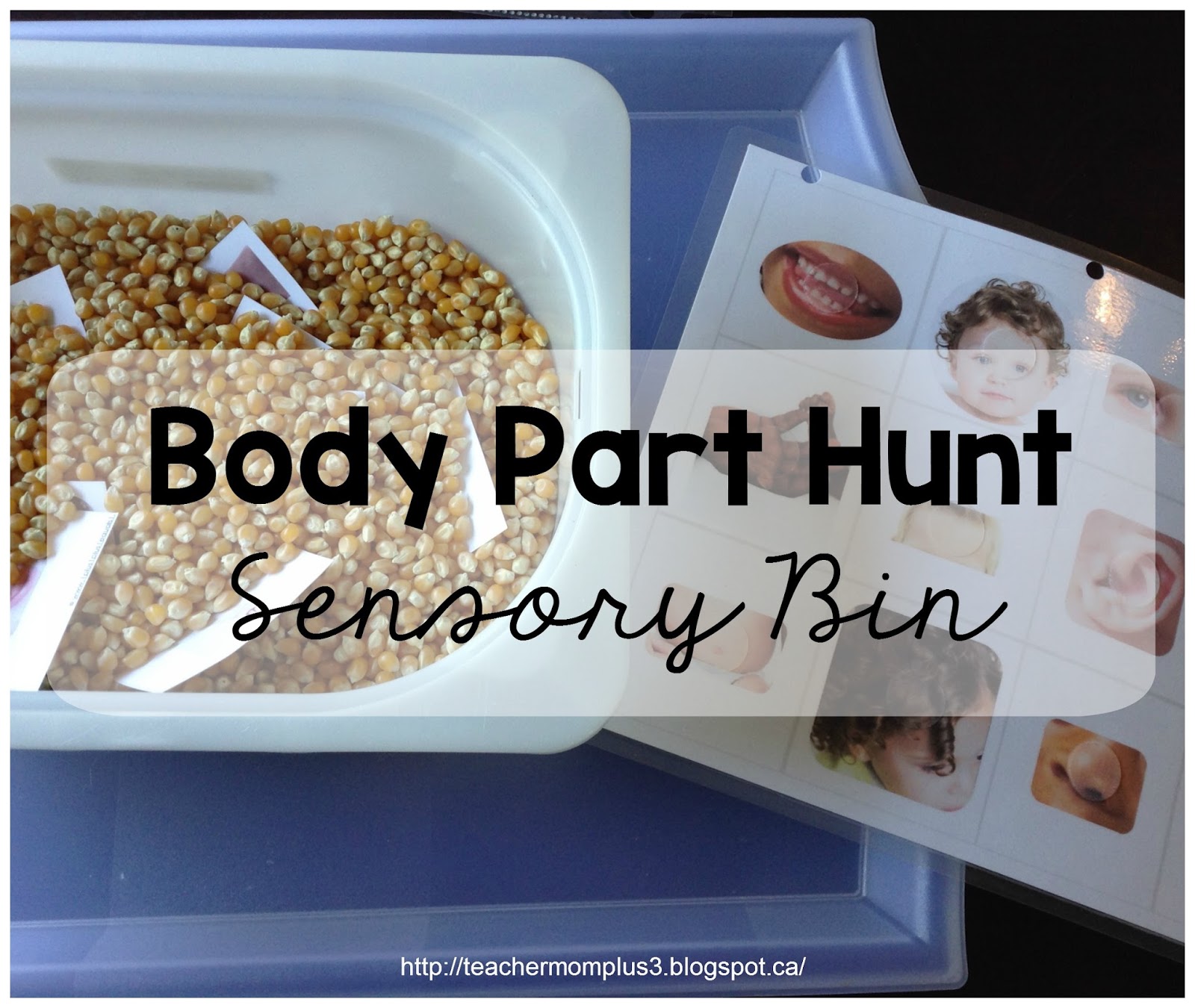 TeacherMomPlus3 Body Part Sensory Bin