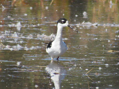 Colusa National Wildlife Refuge