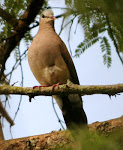 Blue-Spotted Wood-Dove