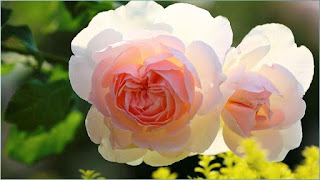 फूल के नाम, फूलों के नाम चित्र सहित, फूल गुलाब, फूलों की जानकारी, गुलाब का फूल डाउनलोड, फूल नाम, फूल पर कविता, फूल की खेती