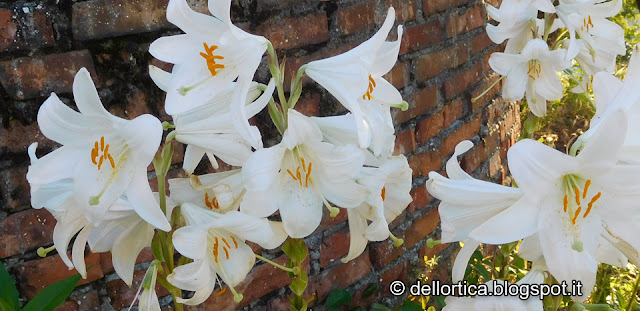 gelatina di tarassaco confetture varie sali aromatici oleoliti ghirlande di fiori secchi erbe officinali ortica alimentare escursioni birdwatching flora spontanea e fauna selvatica