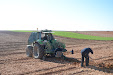 Planting Olive trees